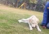 Cognizant sacked a Noida employee who brutally beat up his dog