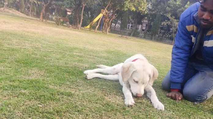 Cognizant sacked a Noida employee who brutally beat up his dog Cognizant sacked a Noida employee who brutally beat up his dog