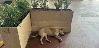 Ratan Tata Orders: Dog Sleeps Peacefully in Hotel
