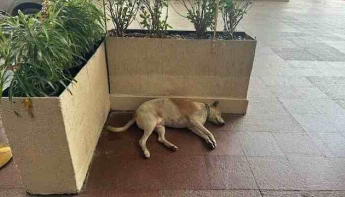Ratan Tata Orders: Dog Sleeps Peacefully in Hotel